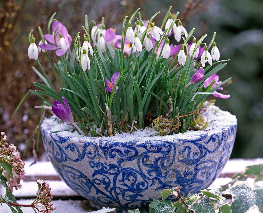 Galanthus (Schneeglöckchen), Crocus tommasinianus (Krokusse)