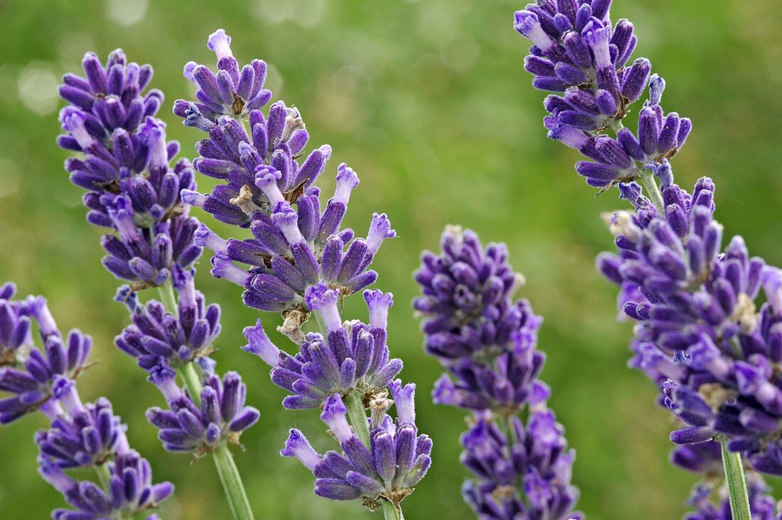 Lavandula 'Hidcote' (Lavendel)