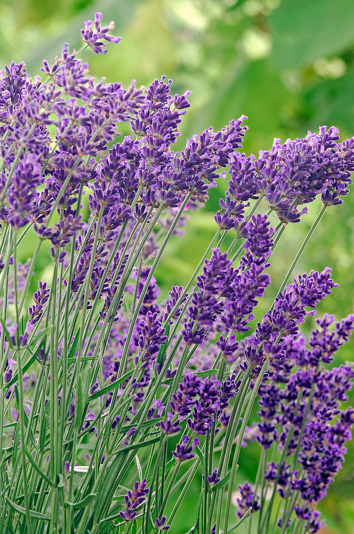 Lavandula 'Hidcote' (Lavendel)