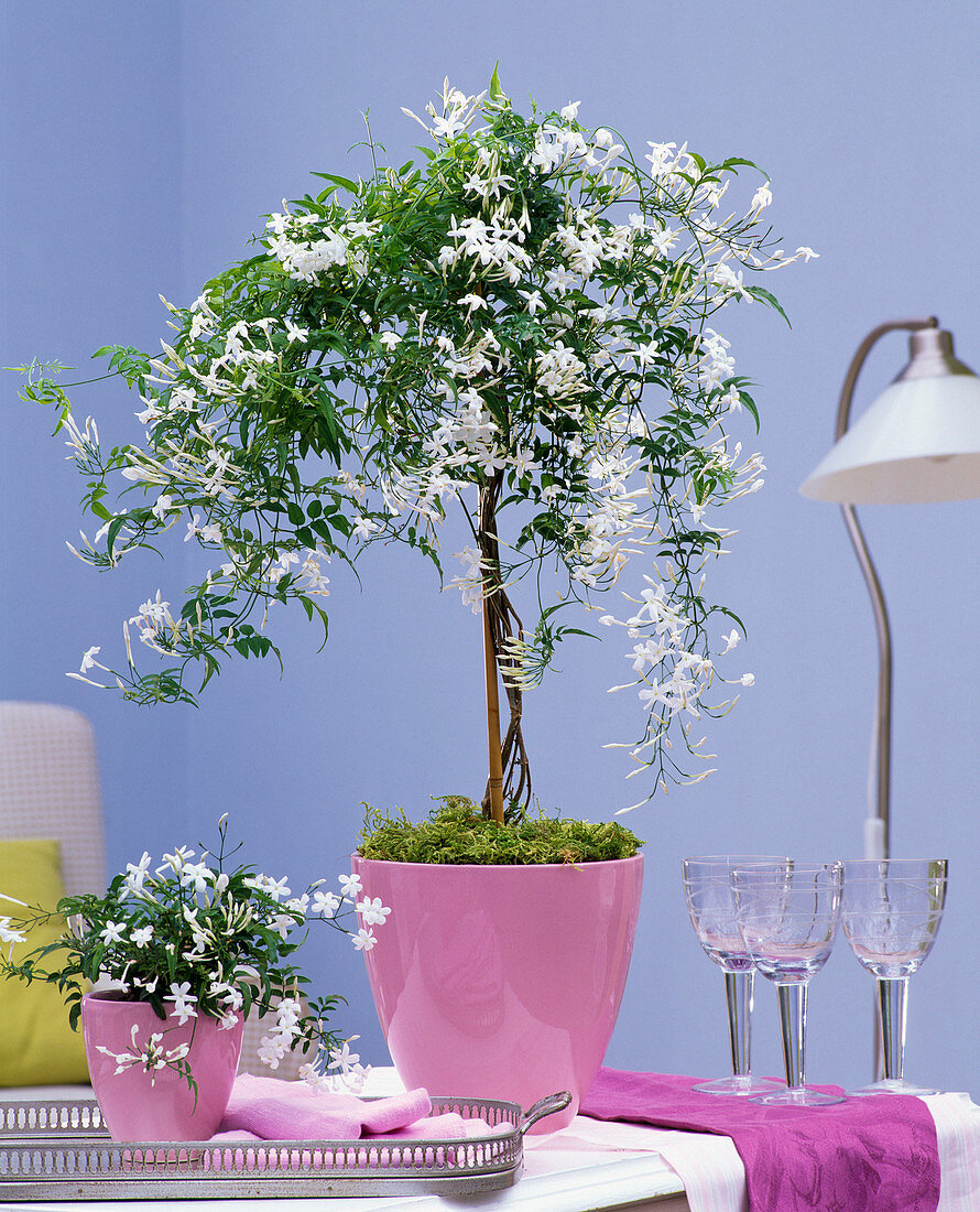 Jasminum polyanthum (Jasmin) als Stämmchen in rosa Übertopf auf dem Tisch