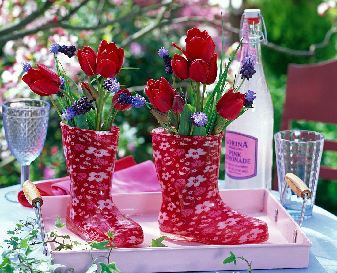 Tulipa (Tulplen), Muscari (Traubenhyazinthen) in roten Gummistiefeln