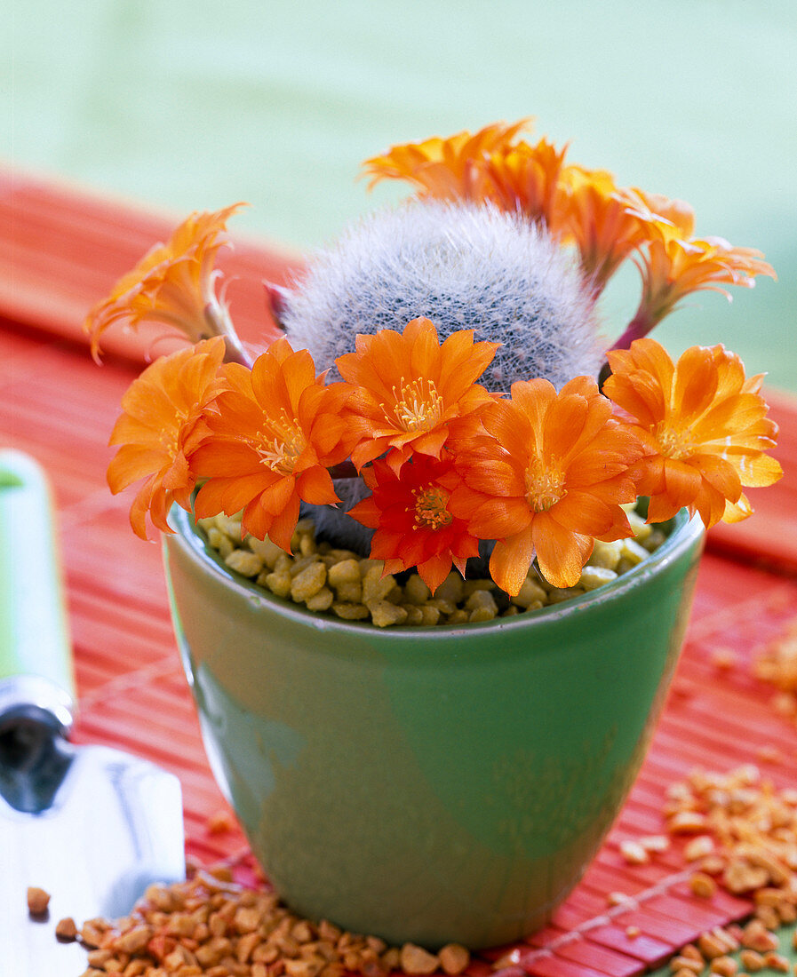 Rebutia muscula (Rebutie)