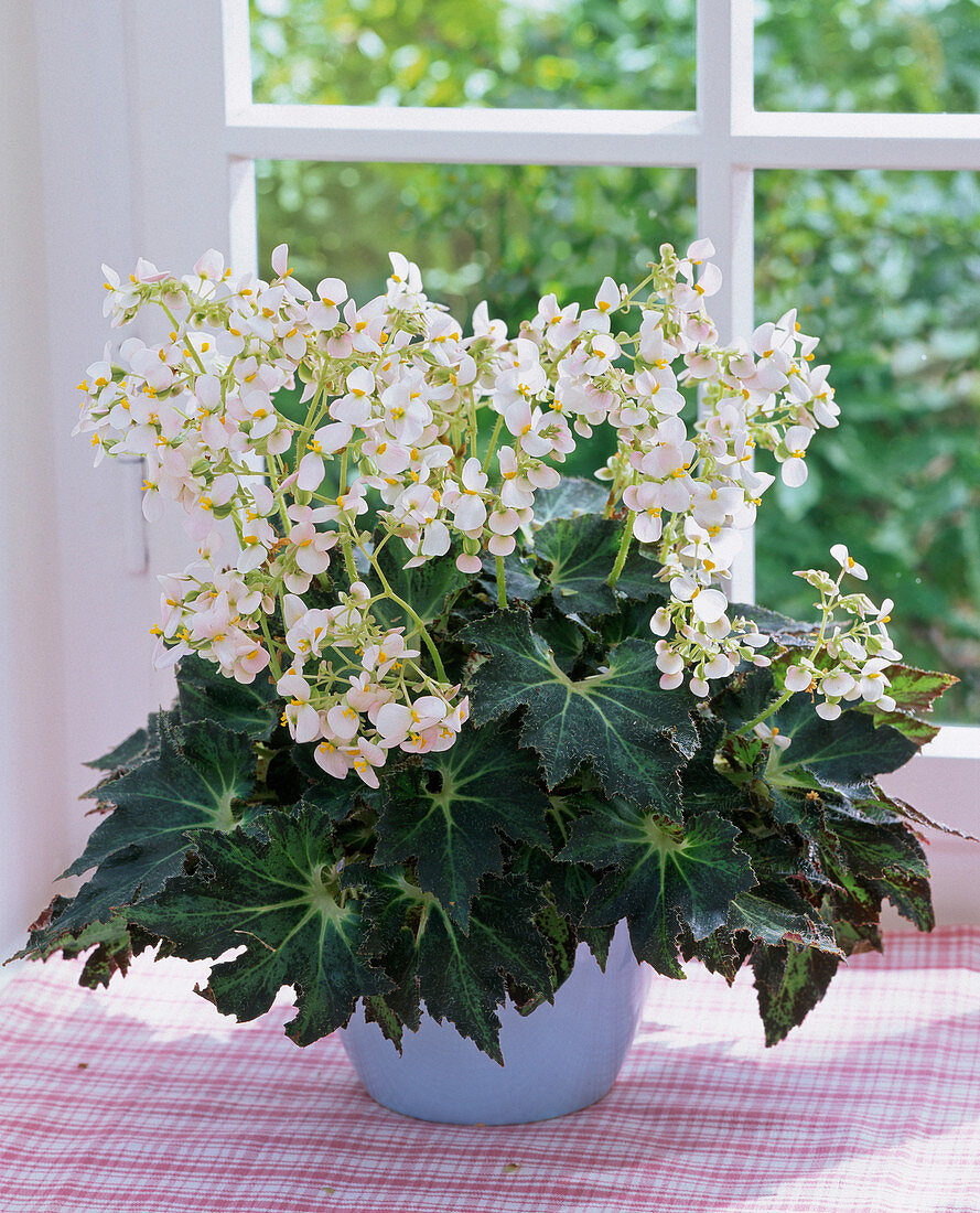 Begonia heracleifolia (Blattbegonie) mit weißen Blüten