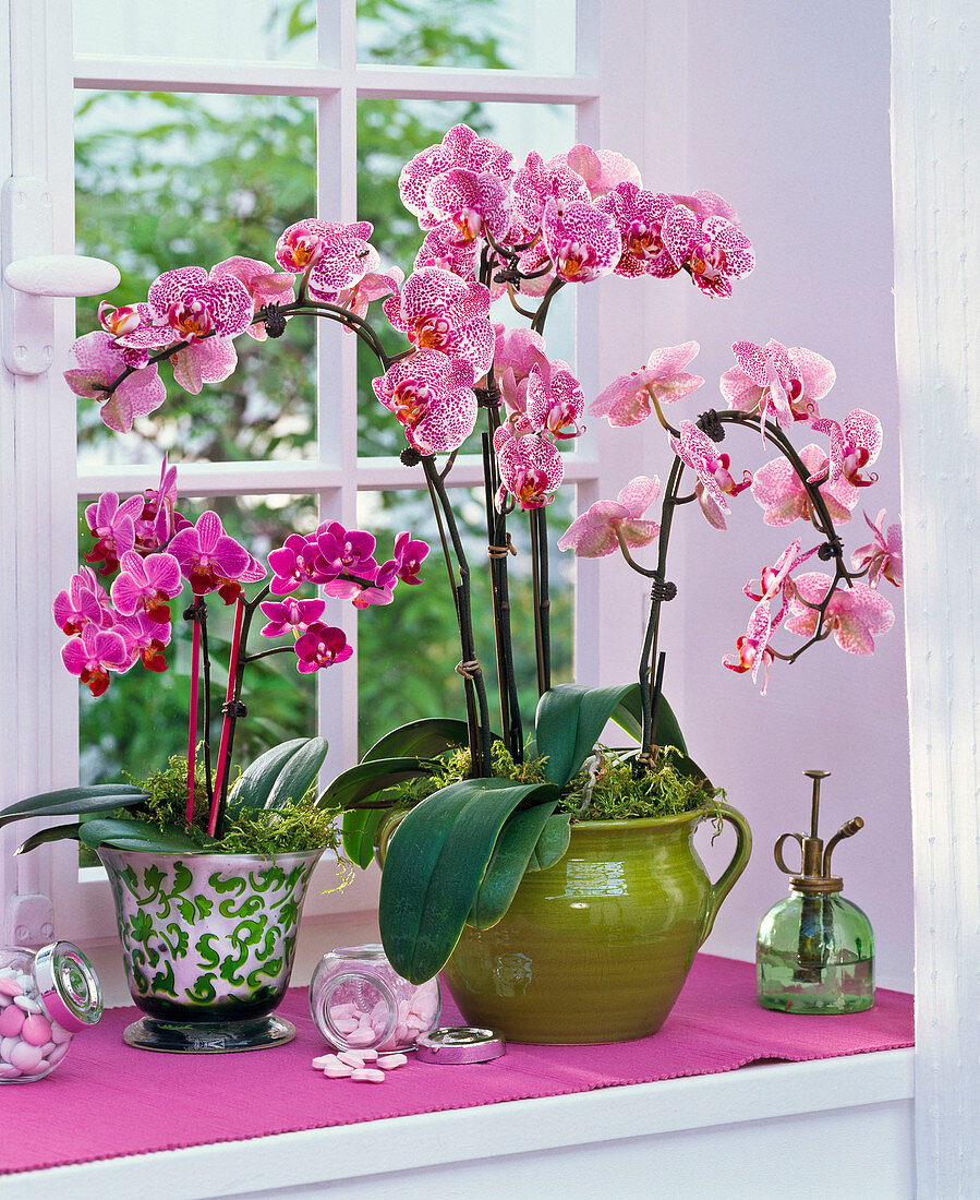 Phalaenopsis (Malayenblumen) am Fenster