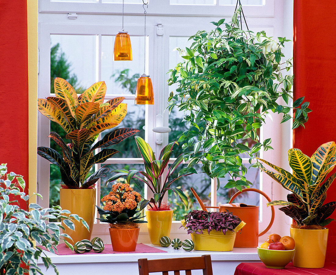 Theme window, theme colorful foliage plants