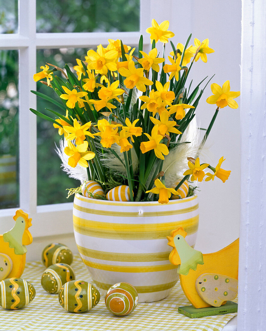 Narcissus 'Tete A Tete' (narcissus) in a striped pot