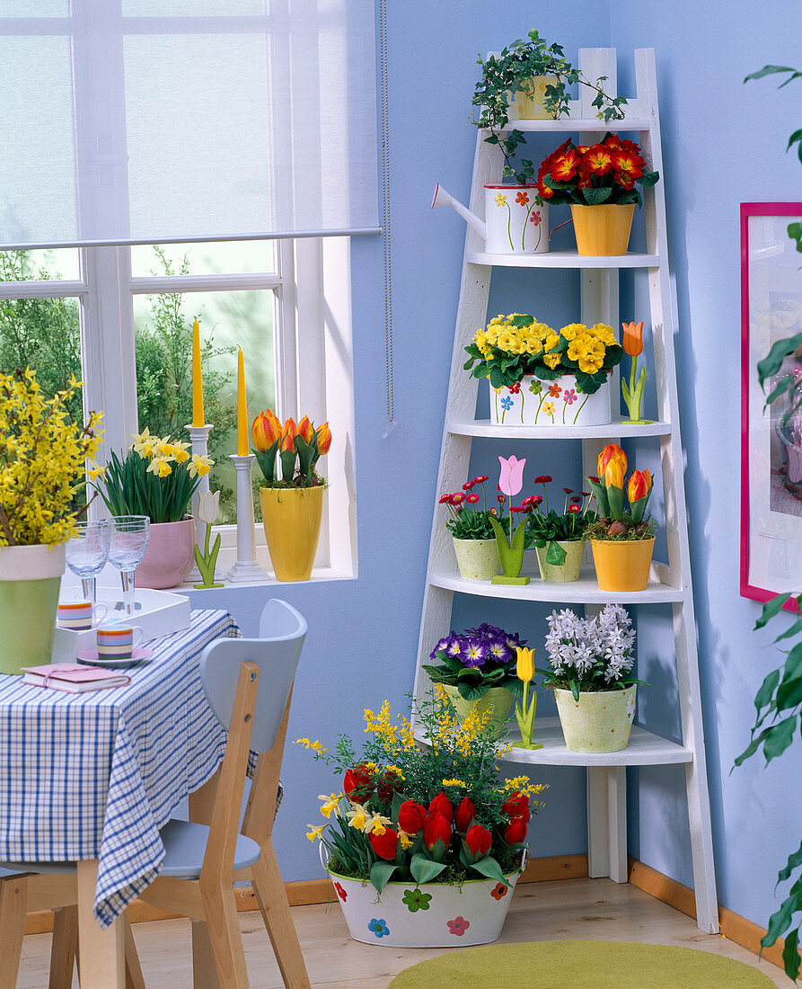 Eckregal mit Primula acaulis (Frühlingsprimeln), Tulipa