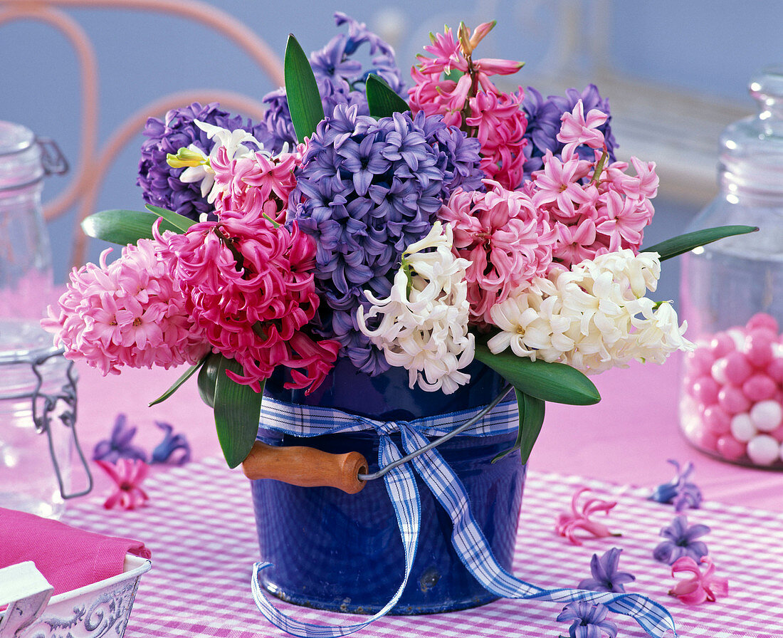 Strauß aus Hyacinthus (Hyazinthen) in blauem Eimer mit Schleife, Blüten