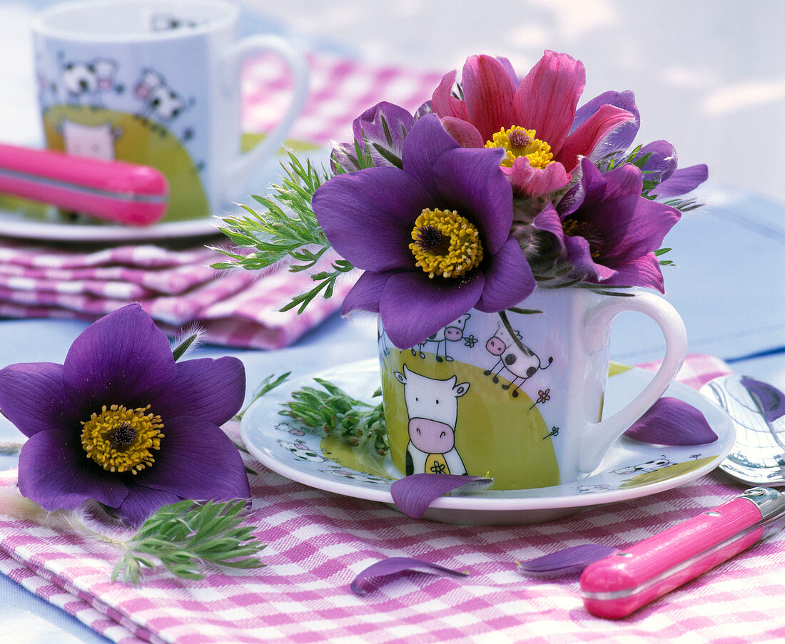 Pulsatilla in small cup and on the table, napkin