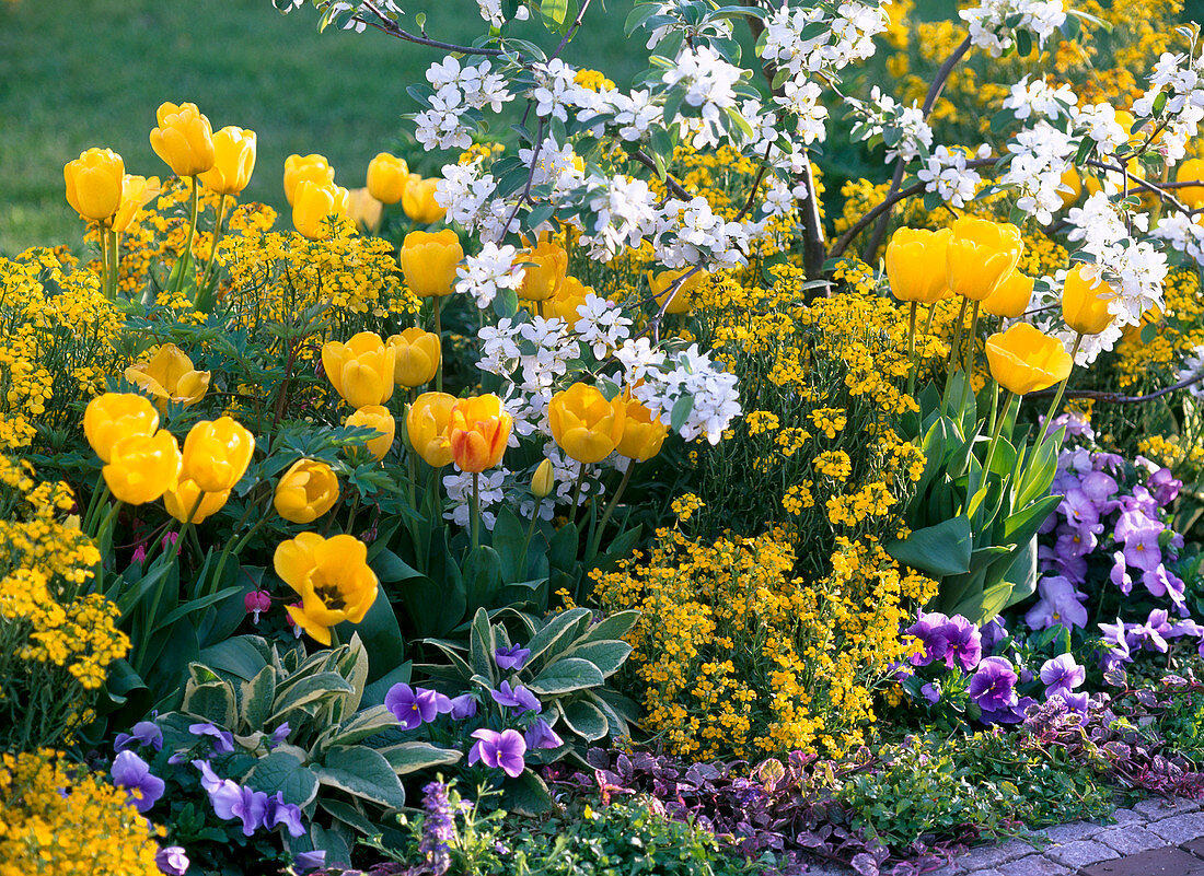 Gelb-weißes Beet mit Tulipa (Tulpen), Erysimum (Goldlack), Malus