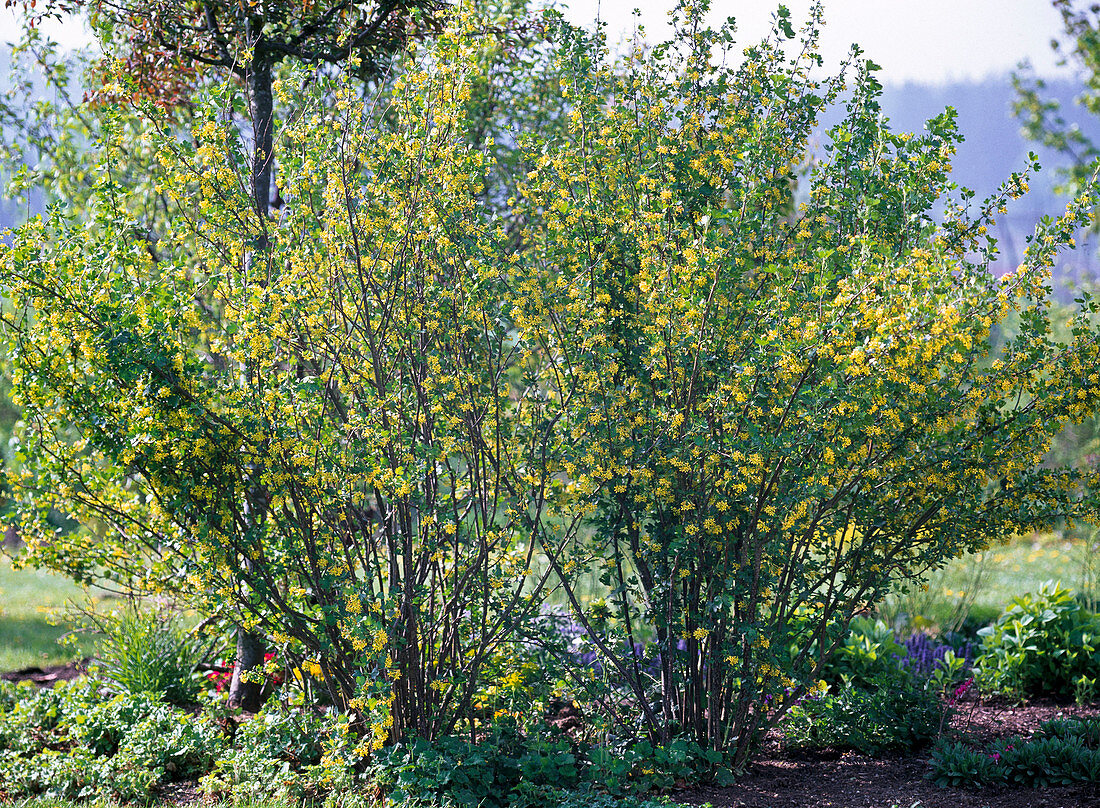 Ribes aureum (Gold-Johannisbeere), duftende gelbe Blüten