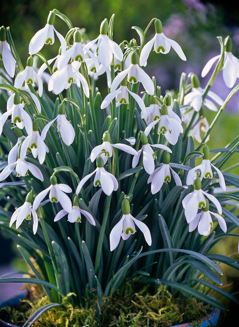 Galanthus nivalis (Schneeglöckchen)