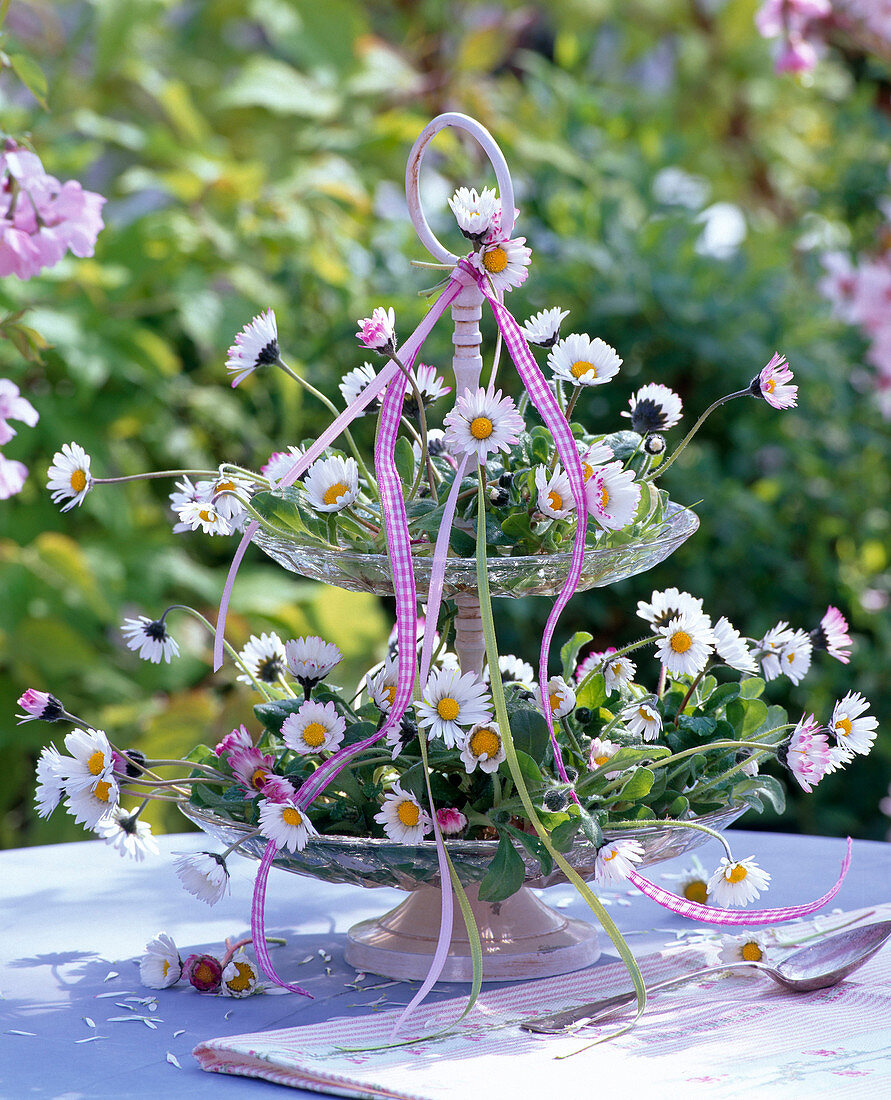 Bellis perennis (Gänseblümchen) in Glasetagere auf Tisch