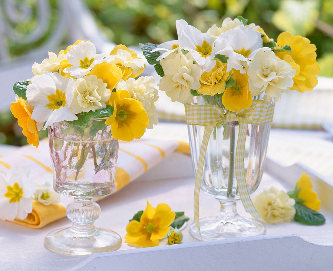 Small bouquets from different primula (primrose)