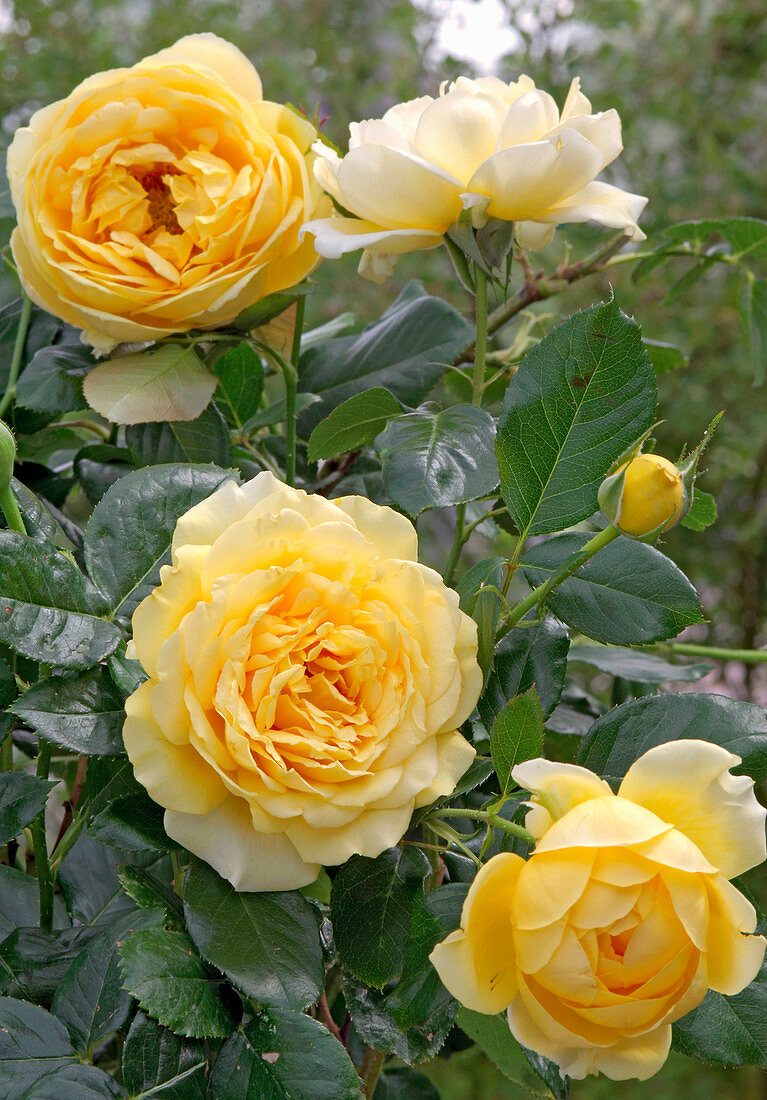 Rosa 'Graham Thomas' (Englische Rose), öfterblühend, guter Teerosenduft