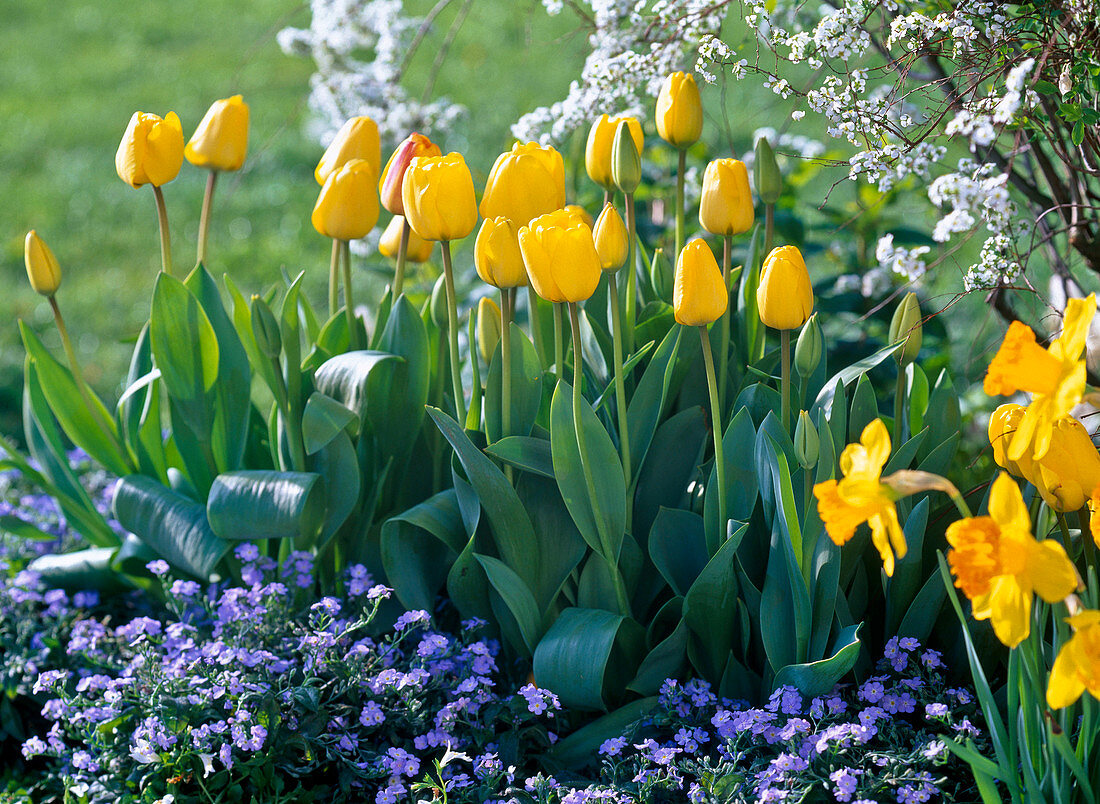 Tulipa 'Golden Apeldoorn' (Tulip), Narcissus (Daffodil)