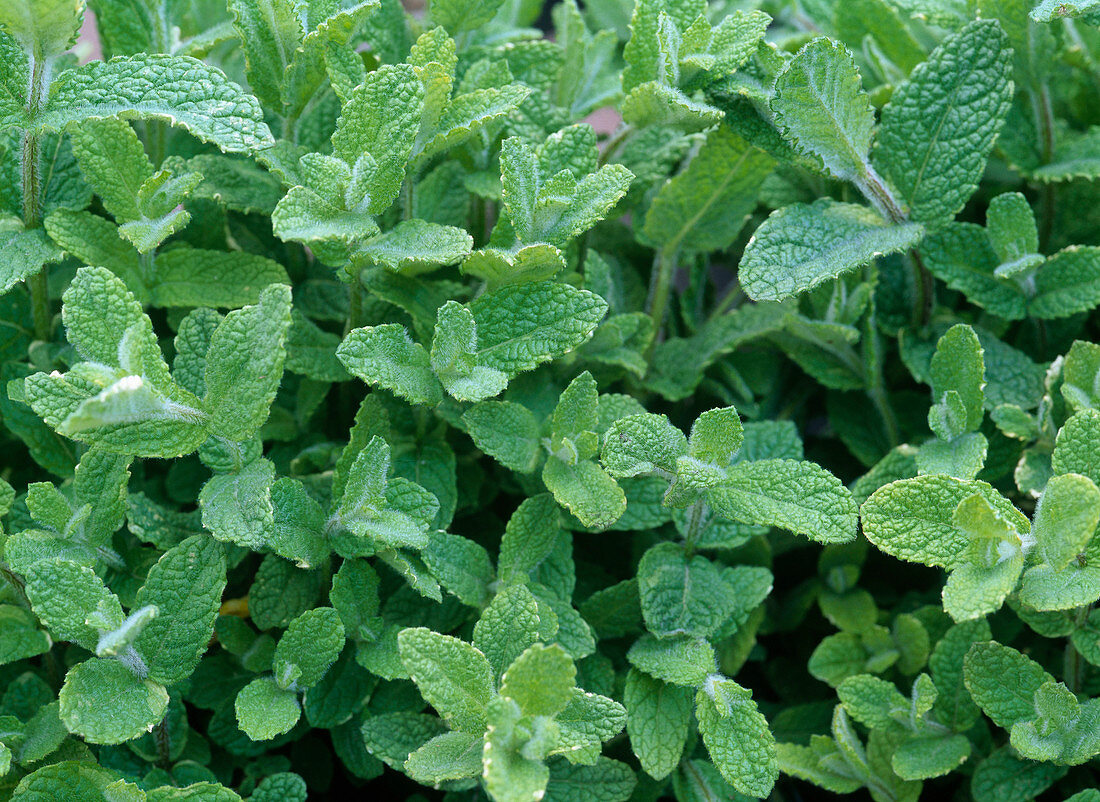 Mentha suaveolens 'Variegata' (Ananasminze)