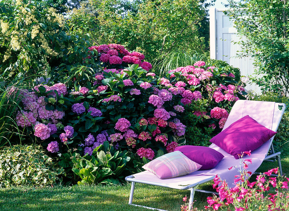 Lounger on the shady bed with hydrangea