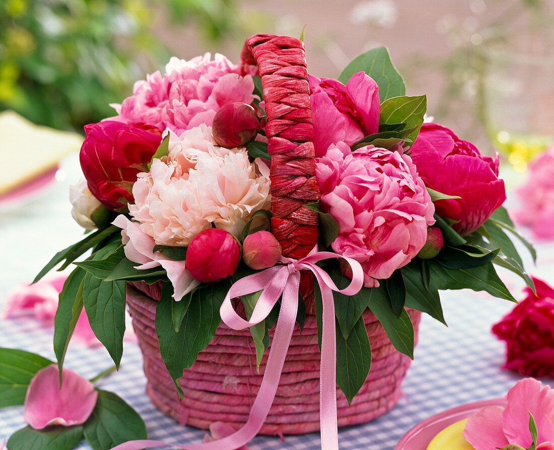 Paeonia in wicker basket with ribbon on checkered tablecloth