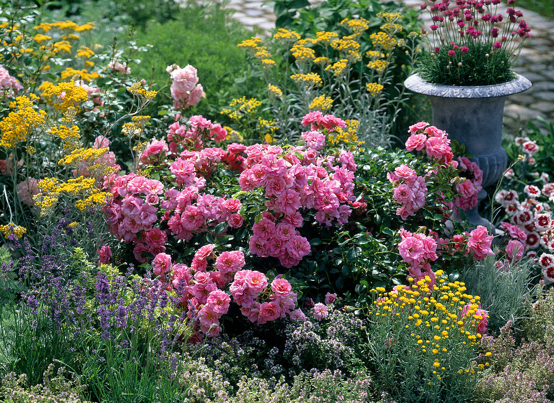 Rose 'Bad Birnbach', often flowering, strong pink