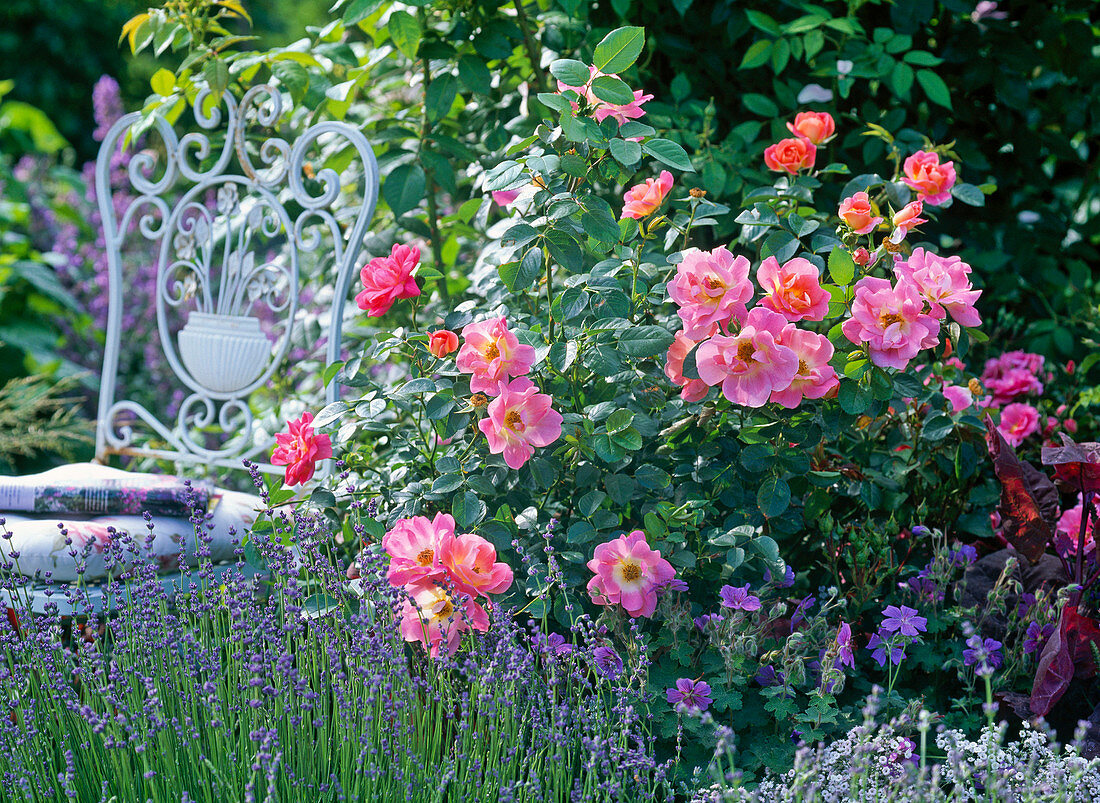 Rosa 'Herzogin Friederike' (Strauchrose von Noack)