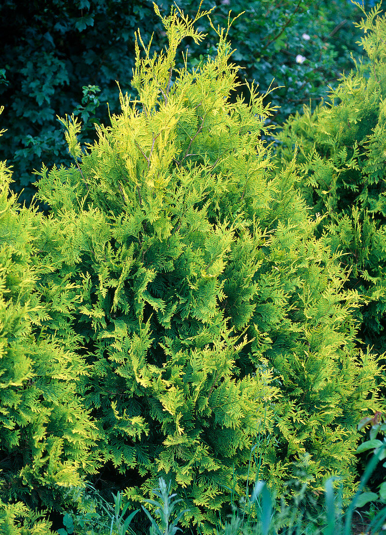 Thuja occidentalis 'Sunkist' (Lebensbaum)