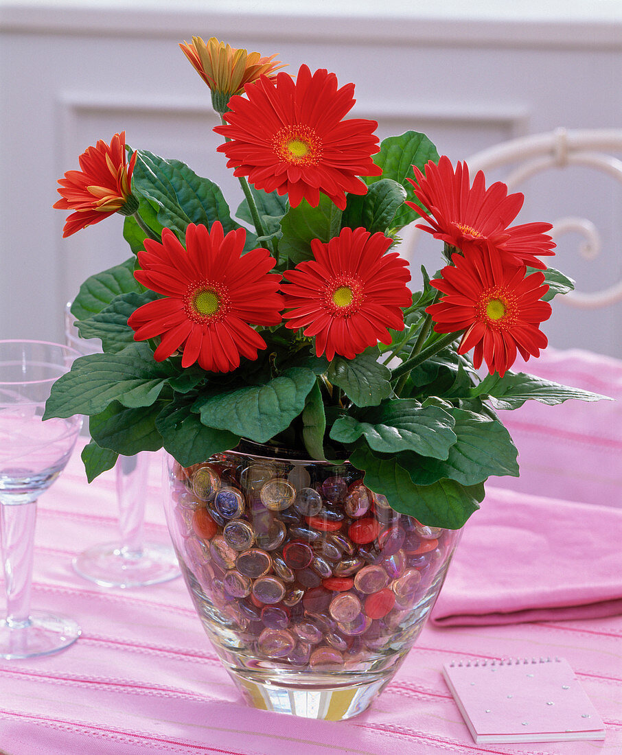 Gerbera in glass with glass lenses