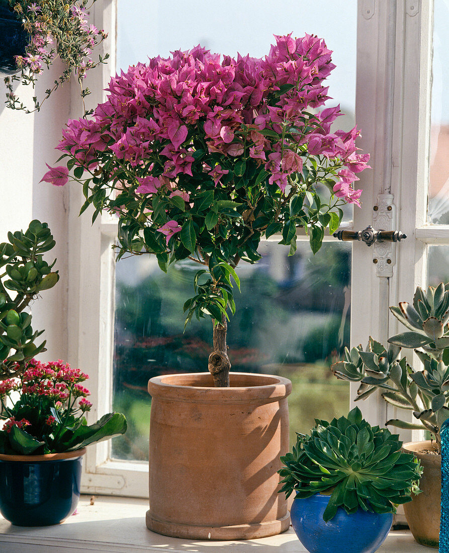 Bougainvillea glabra in terracotta planter