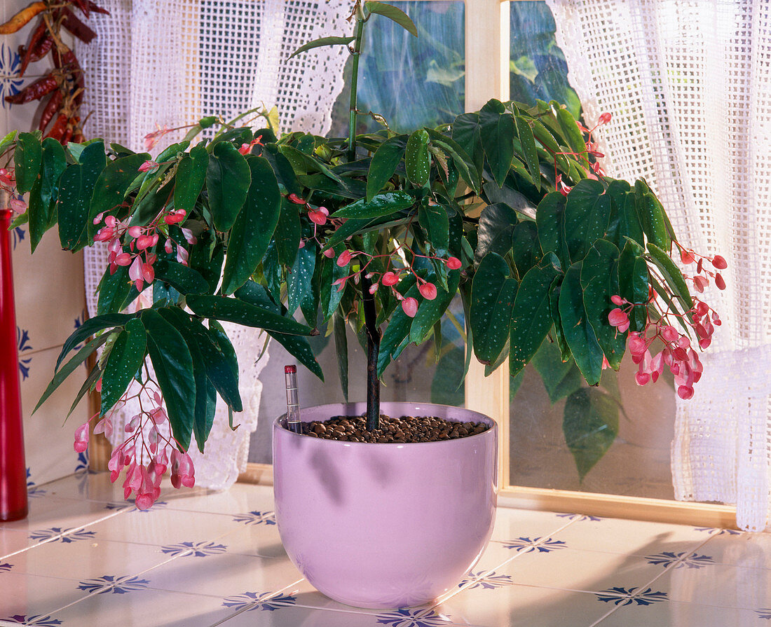 Begonia 'Tamaya' in pink planter
