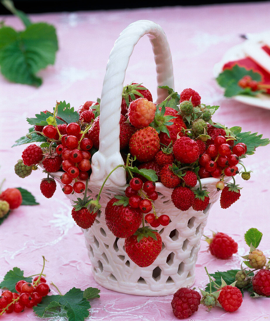 Fragaria (strawberry), Ribes (currant), Rubus (raspberry)