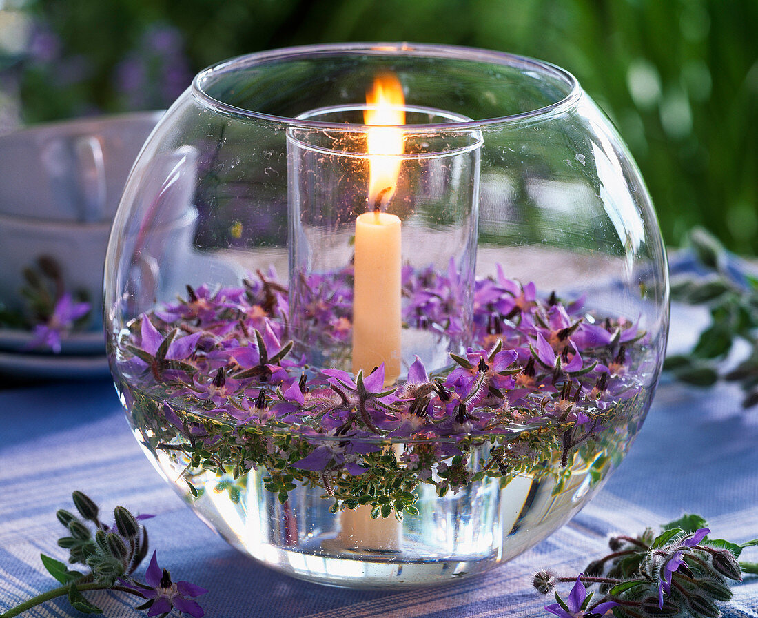 Borago (borage) and thymus (thyme) in round glass with candle