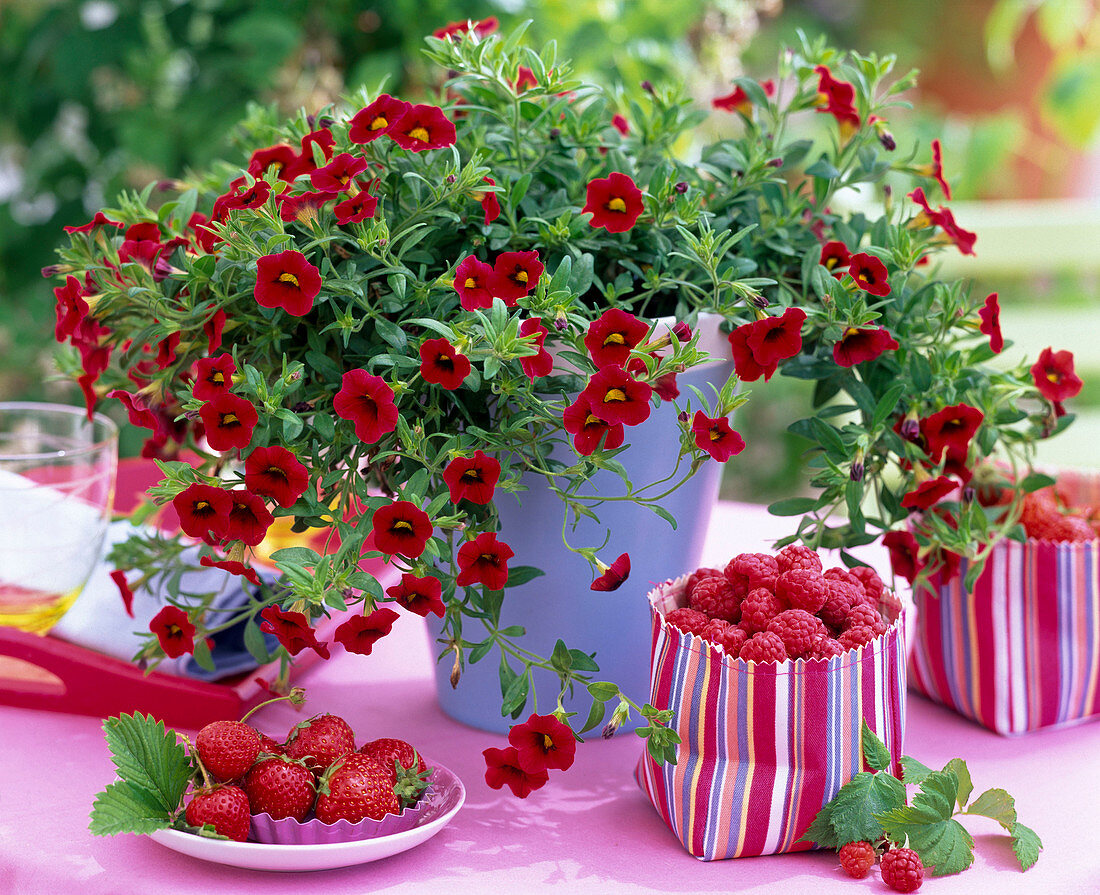 Calibrachoa Dream Kisses 'Deep Red' (Zauberglöckchen)