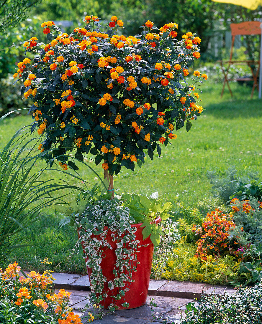 Lantana (Wandelröschen) unterpflanzt mit Glechoma