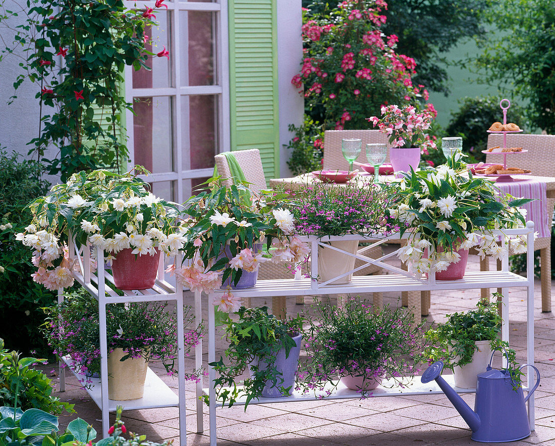 Shelves on the north terrace with begonia