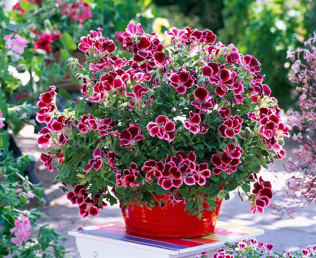 Pelargonium grandiflorum Aristo 'Beauty' (Edelgeranie)