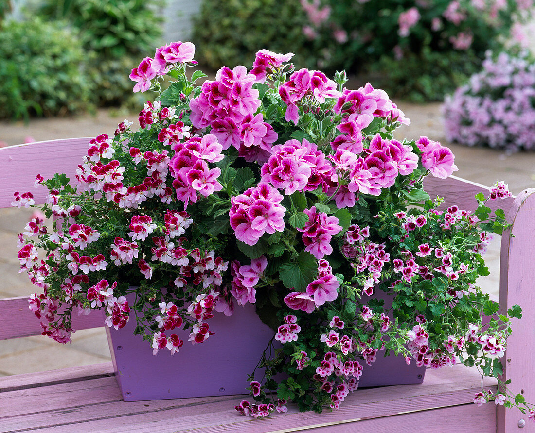 Pelargonium Aristo 'Lavender' (Edelgeranie)