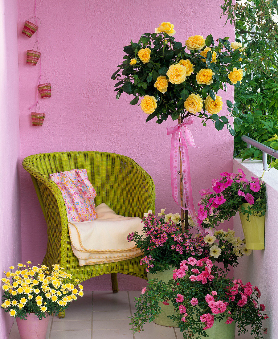 Rosa 'Sunlight Romantica', yellow bed rose on stem, more flowering, good scent
