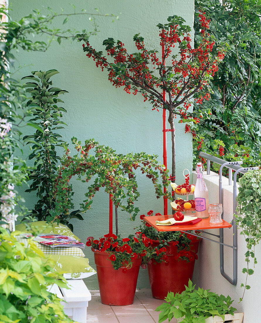 Snack balcony with ribes (red currant, gooseberry)