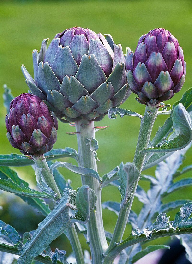 Cynara scolymus (Artischocke)