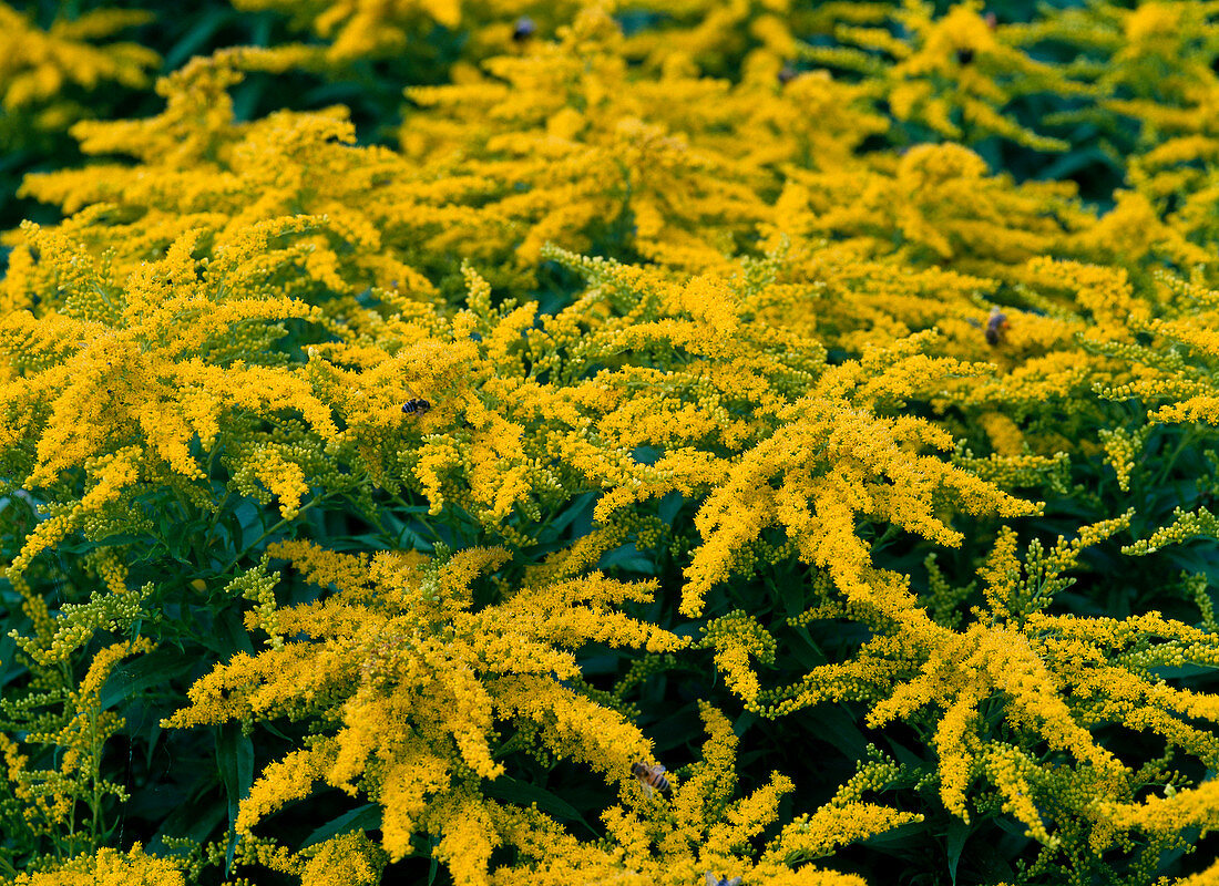 Solidago 'Strahlenkrone' (Goldrute)