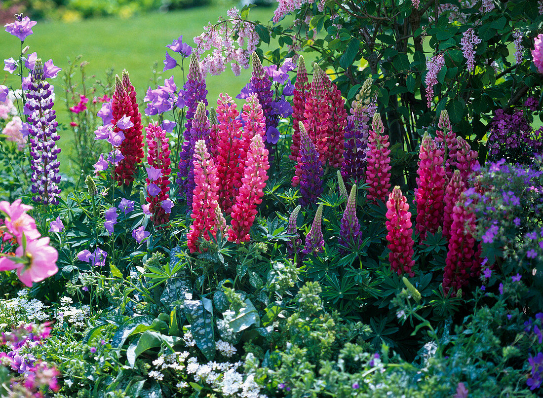 Lupinus polyphyllus (lupine), red and purple mixed