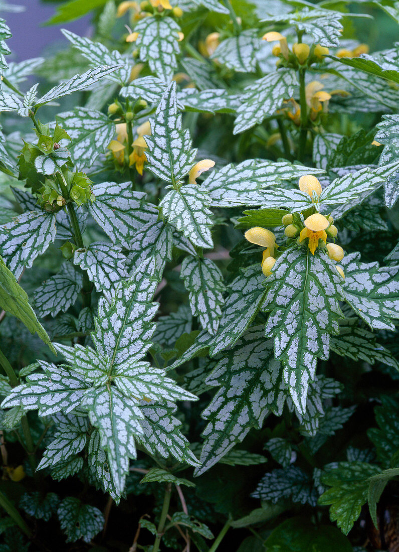 Lamiastrum galeobdolon 'Hermans Pride' (Goldnessel)