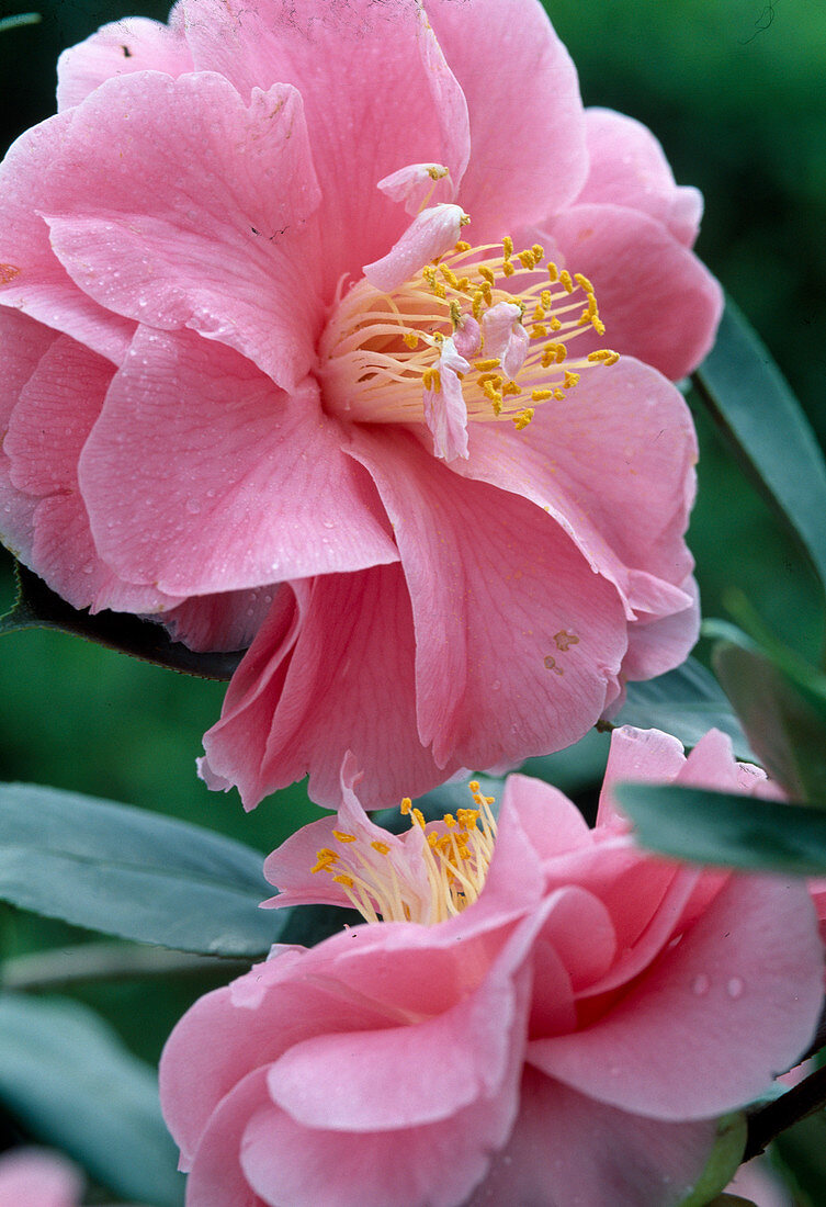 Camellia japonica 'Dazle'