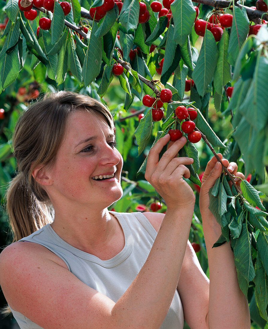 Woman picks prunus (cherries)