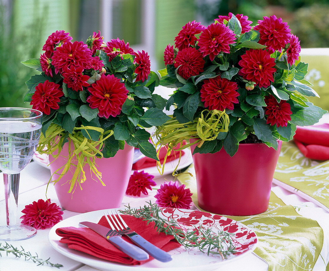 Dahlia Dahlietta 'Patty' (Zwerg - Dahlien) in rotem und rosa Übertopf