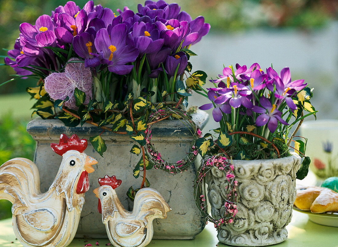 Kasten und Topf mit Crocus vernus 'Remembrance' und tommasinianus