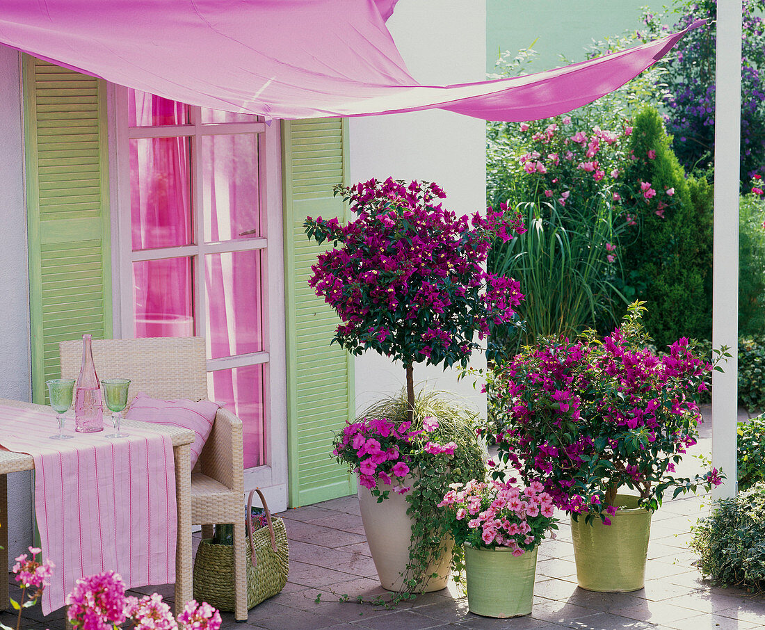 Bougainvillea trunk and bush, Petunia (petunia), Glechoma