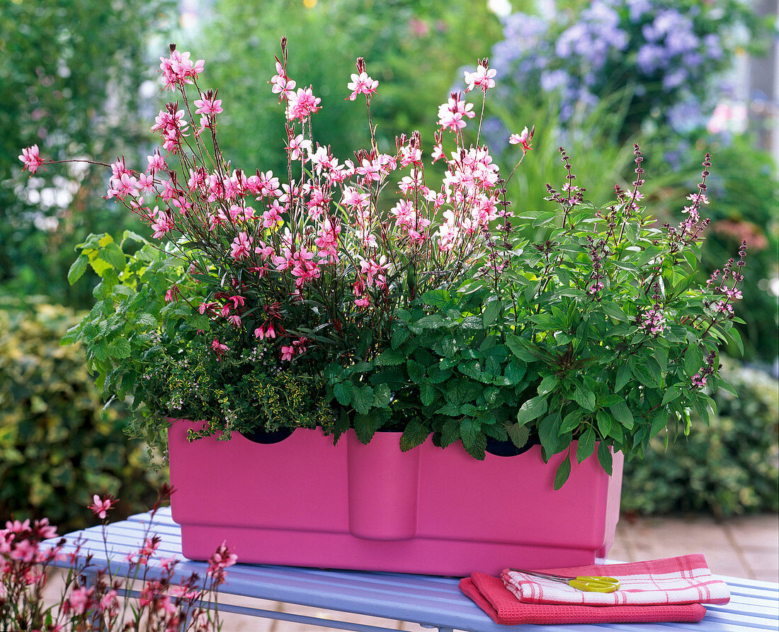 Herbs and perennial in the pink water storage box