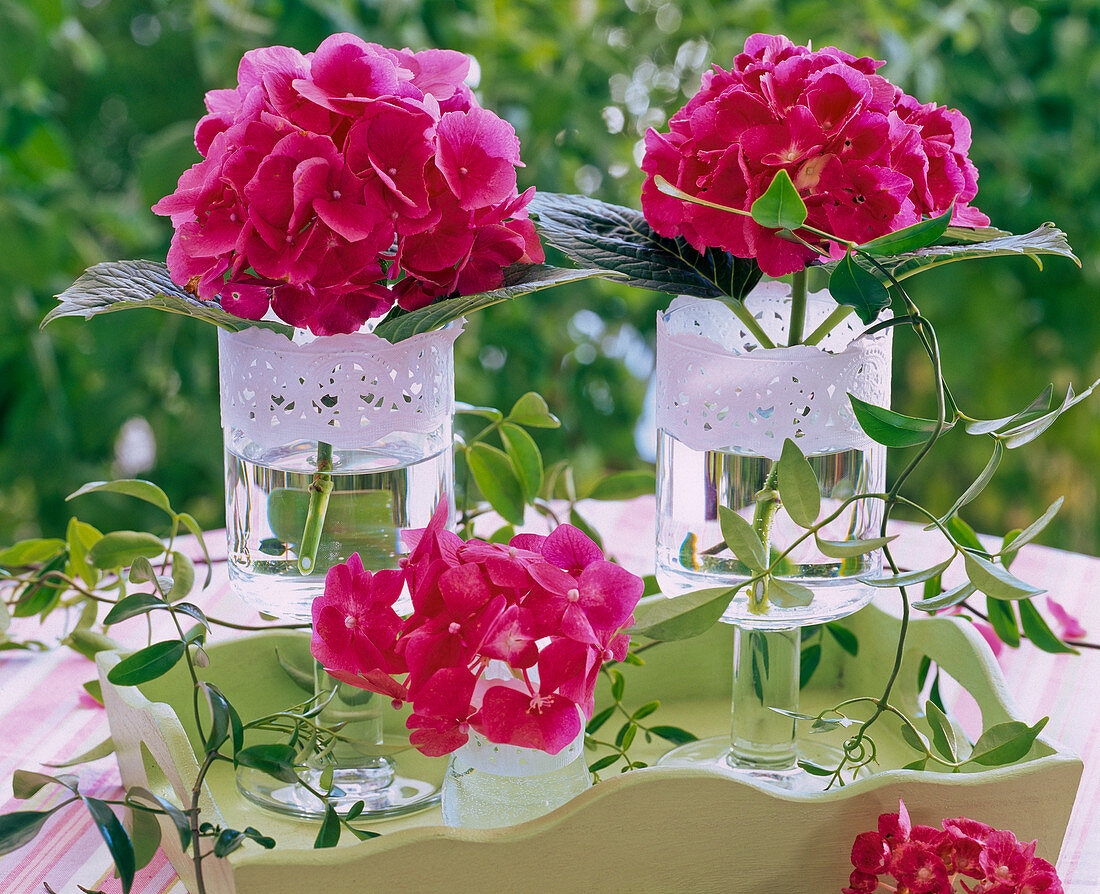 Hydrangea (Hortensien) in Gläsern mit Tortenspitze auf Tablett