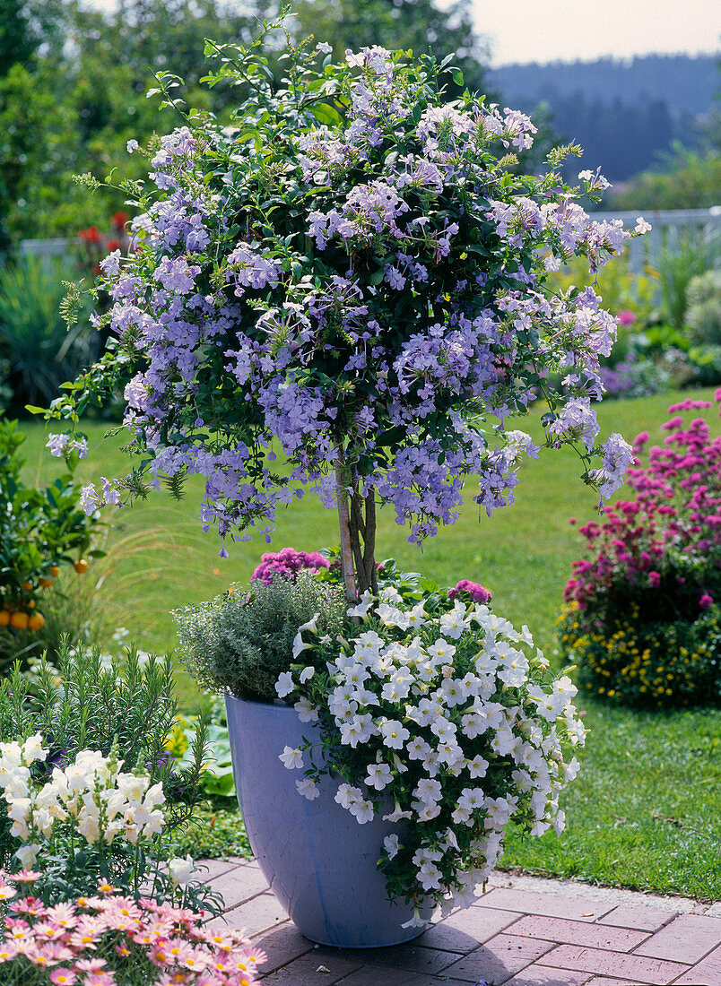 Plumbago as a branch, planted with Petunia